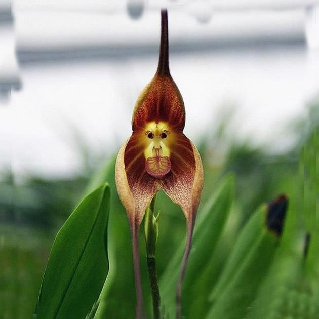 60pcs Assez Rare Singe Visage Orchidée Plante Graines Jardin Balcon Plante En Pot Graines