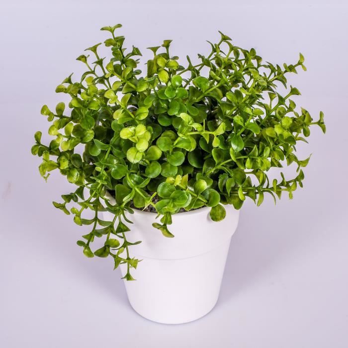 Eucalyptus en pot - Achat / Vente pas cher