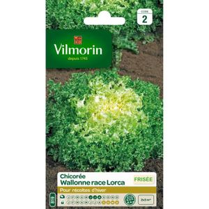 VILMORIN Chicorée frisée Wallonne race Lorca