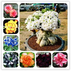 Jardin Terrasse 10 Pcs Graines Vrai Adenium Obesum Bonsai