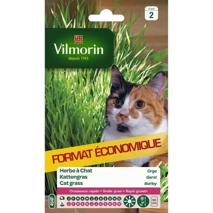 Herbe a chat graine Herbe a chat graine