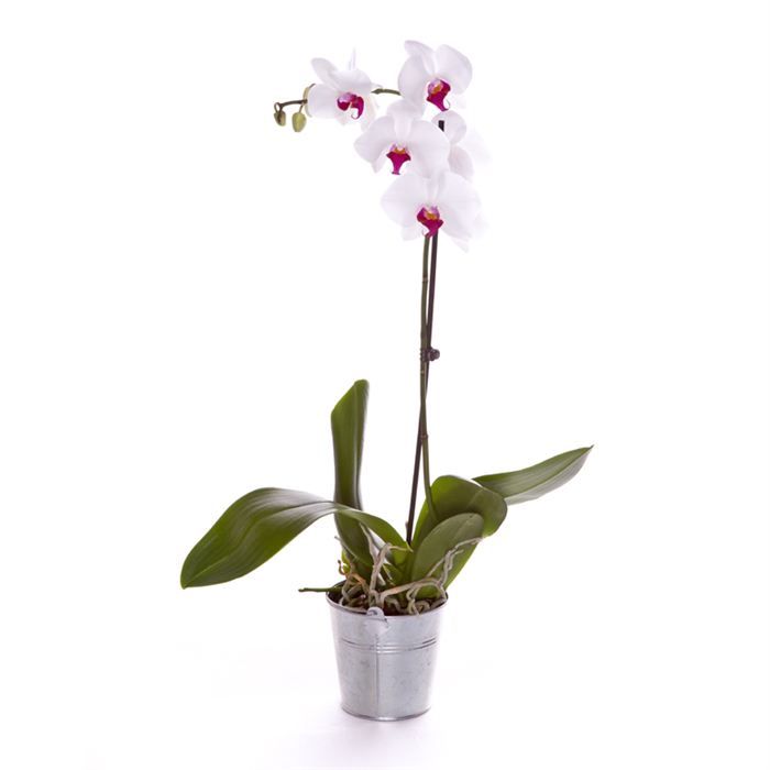 orchidee blanche plante