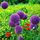 TEMPSA 25pcs Allium Giganteum Graines Violet Plant