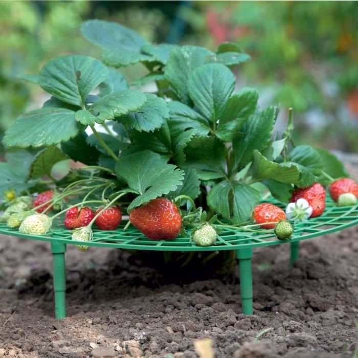 Support fraisier par 5 Achat / Vente tuteur lien attache support