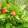 Grenadier (Punica Granatum) Jeune plant en godet 2