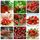 Vip2store®9 variétés de graines fraises rouges bio