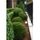 BUIS COMMUN peristant-BUXUS SEMPERVIRENS