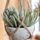 4 Pieds suspendus Porte-pendulaires de plantes 3.3