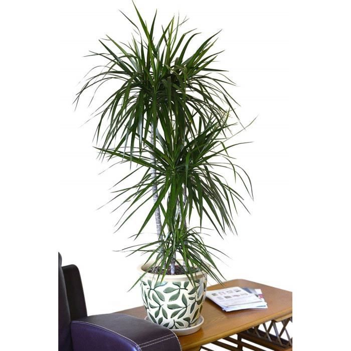 Plante d'intérieur - Plante pour la maison ou le bureau ...