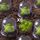 Serre de jardin en pvc