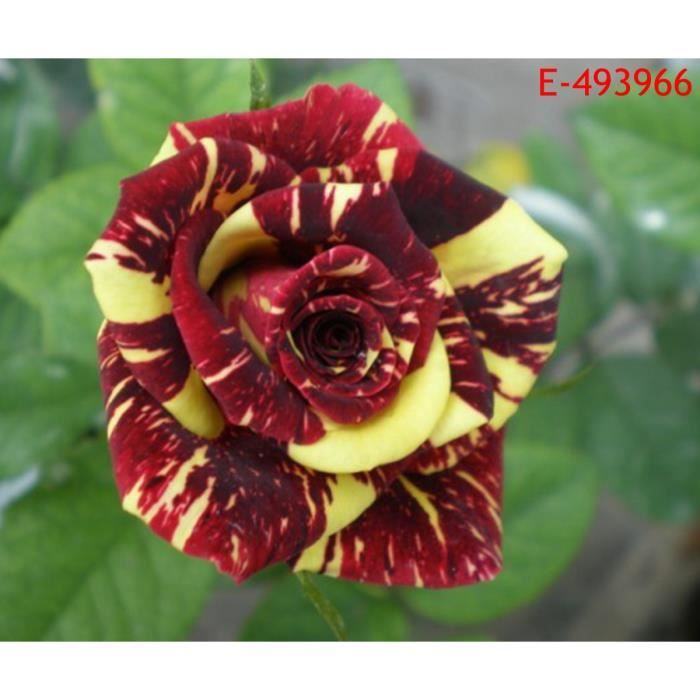 20pcs Graines de fleur rare de pluie météorologique rose type 5